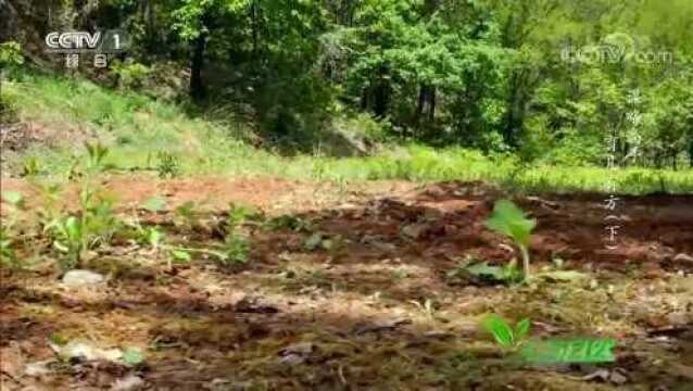 人与自然:幼虫期的虎甲堪称洞穴杀手,捕食蚂蚁全过程太惊悚