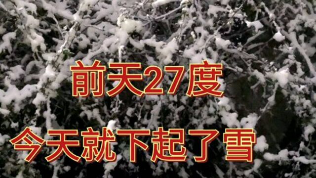 盼了一年的雪