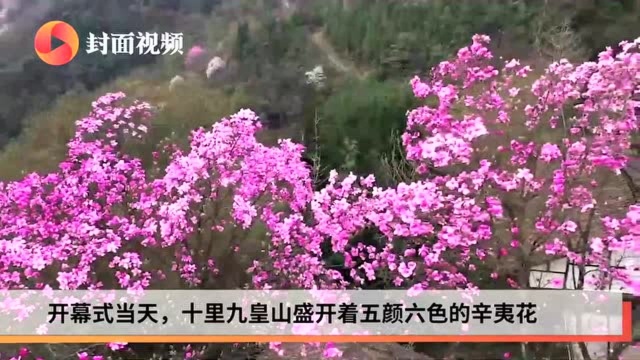 春天里与辛夷花有约 四川北川辛夷花生态旅游节开幕