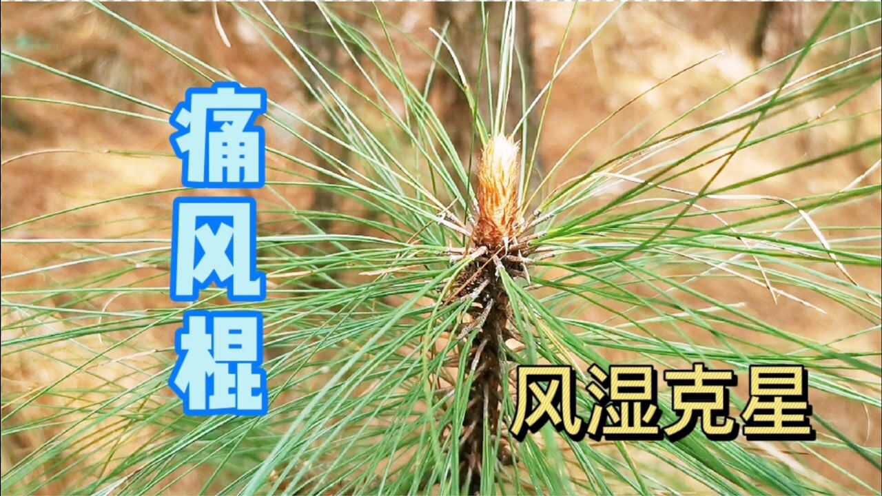农村常见的松树芽,有人把它叫做"痛风棍",它的药用价值还很高