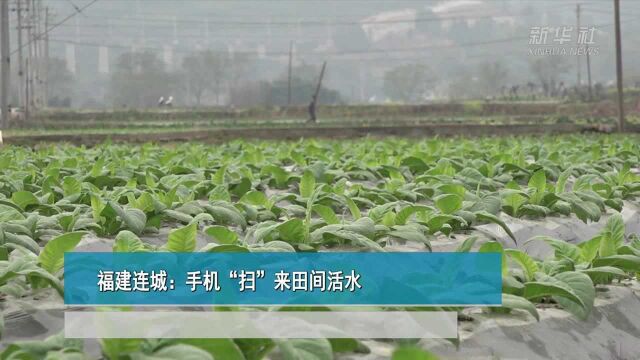 福建连城:手机“扫”来田间活水