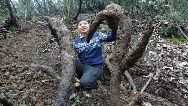 农村小伙上山挖野生葛根, 挖出难得一见的靓货,今年最长的一根