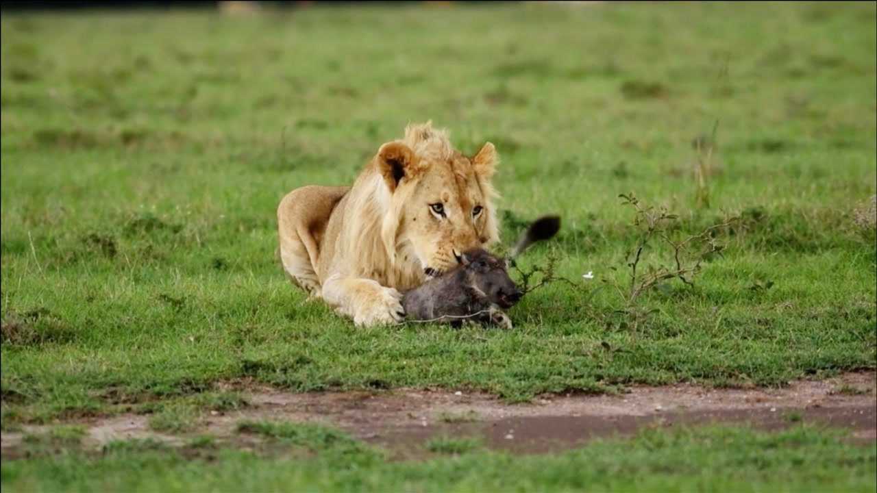 动物世界:狮子呵护抓到的小疣猪