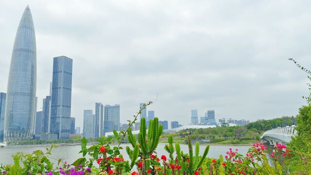 城市中的人才公园桥边风景