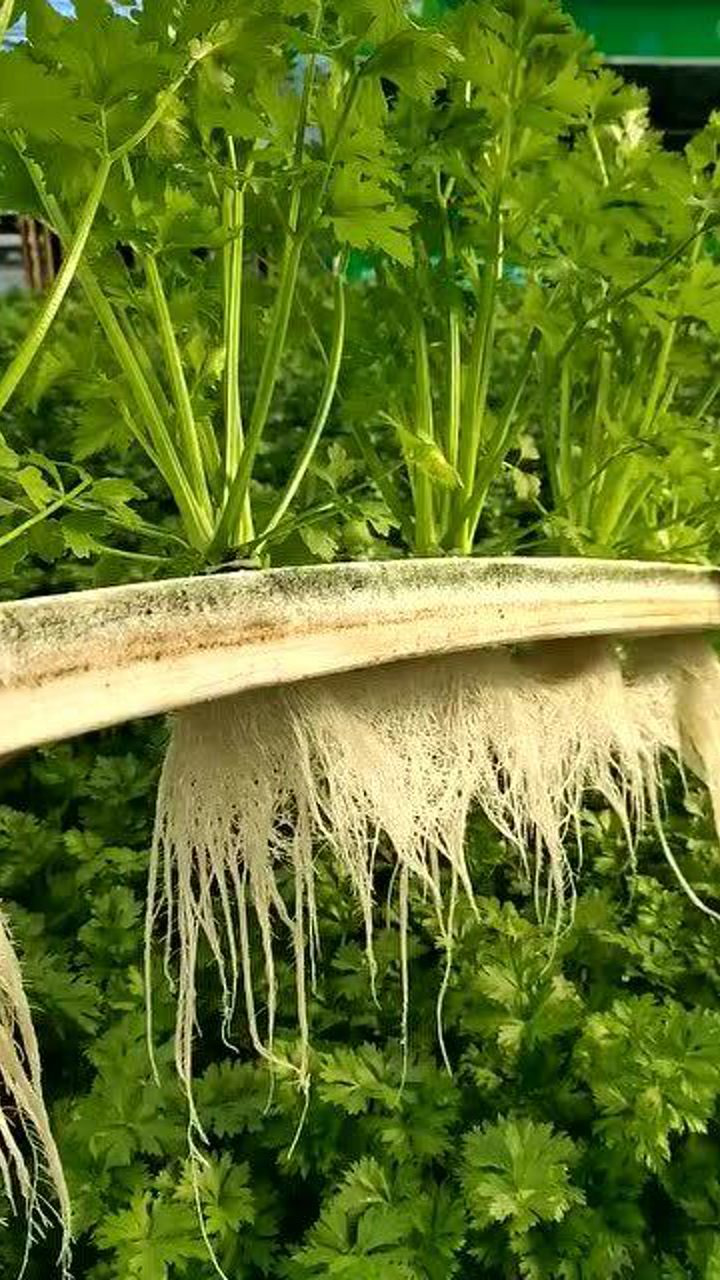 无土栽培芹菜根系发达,生长周期短,产量极高,干净又卫生!