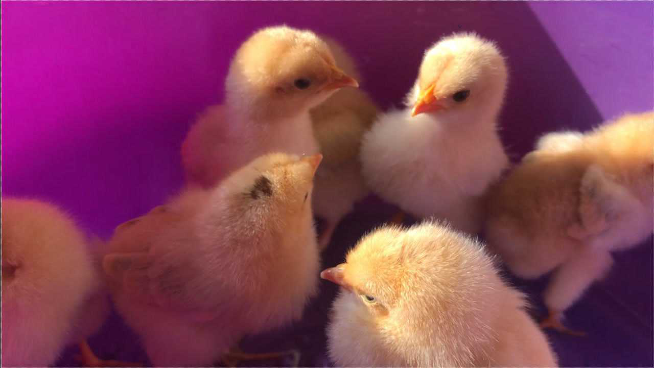 挑战在家孵蛋的第21天10个鸡蛋成功孵出8只小鸡完美收官