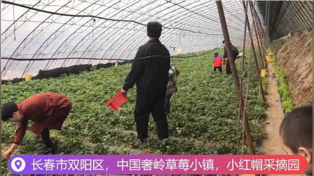 草莓采摘季,中国长春奢岭草莓小镇采摘日记