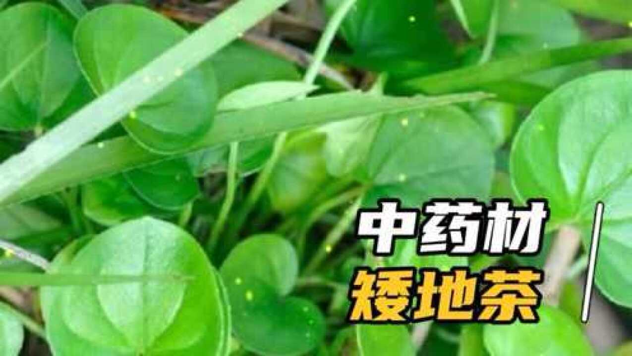 中藥材:矮地茶,平地木,老勿大,不出林,葉底珠_騰訊視頻