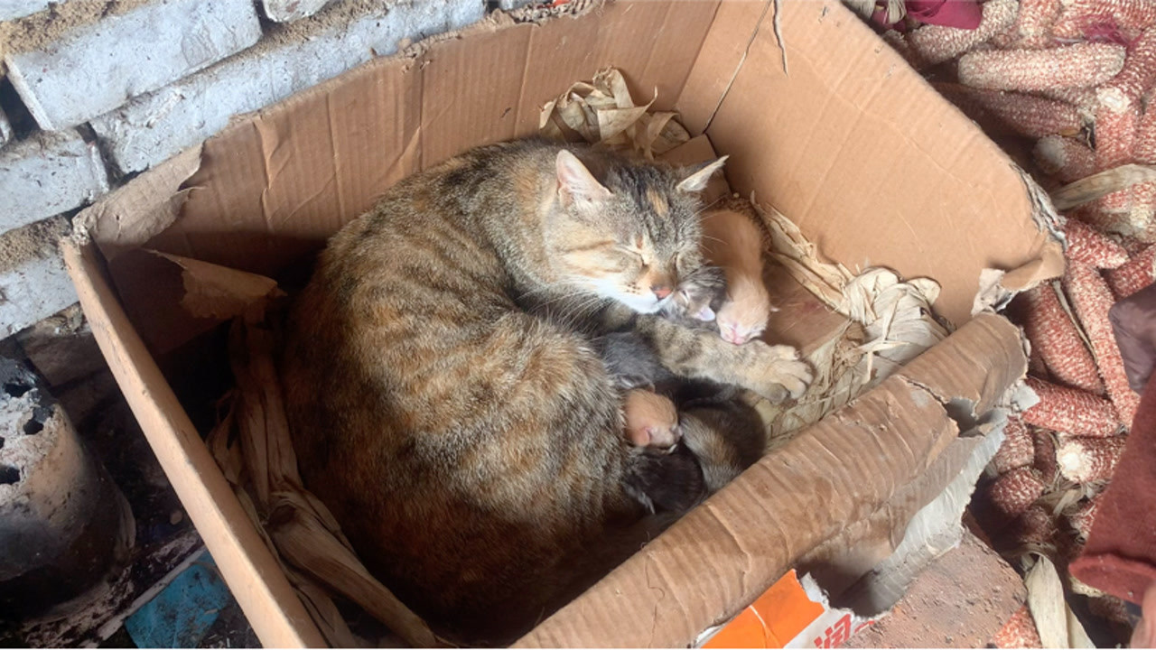 农村的狸花猫生6只小猫3黑3黄一半像猫爸一半像猫妈太可爱了