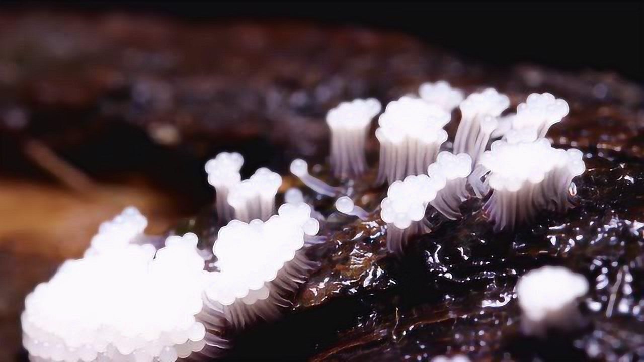 15秒看完菌物的一生-曳尾菌