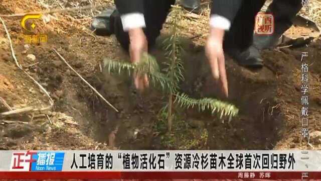 人工培育的“植物活化石”资源冷杉苗木全球首次回归野外