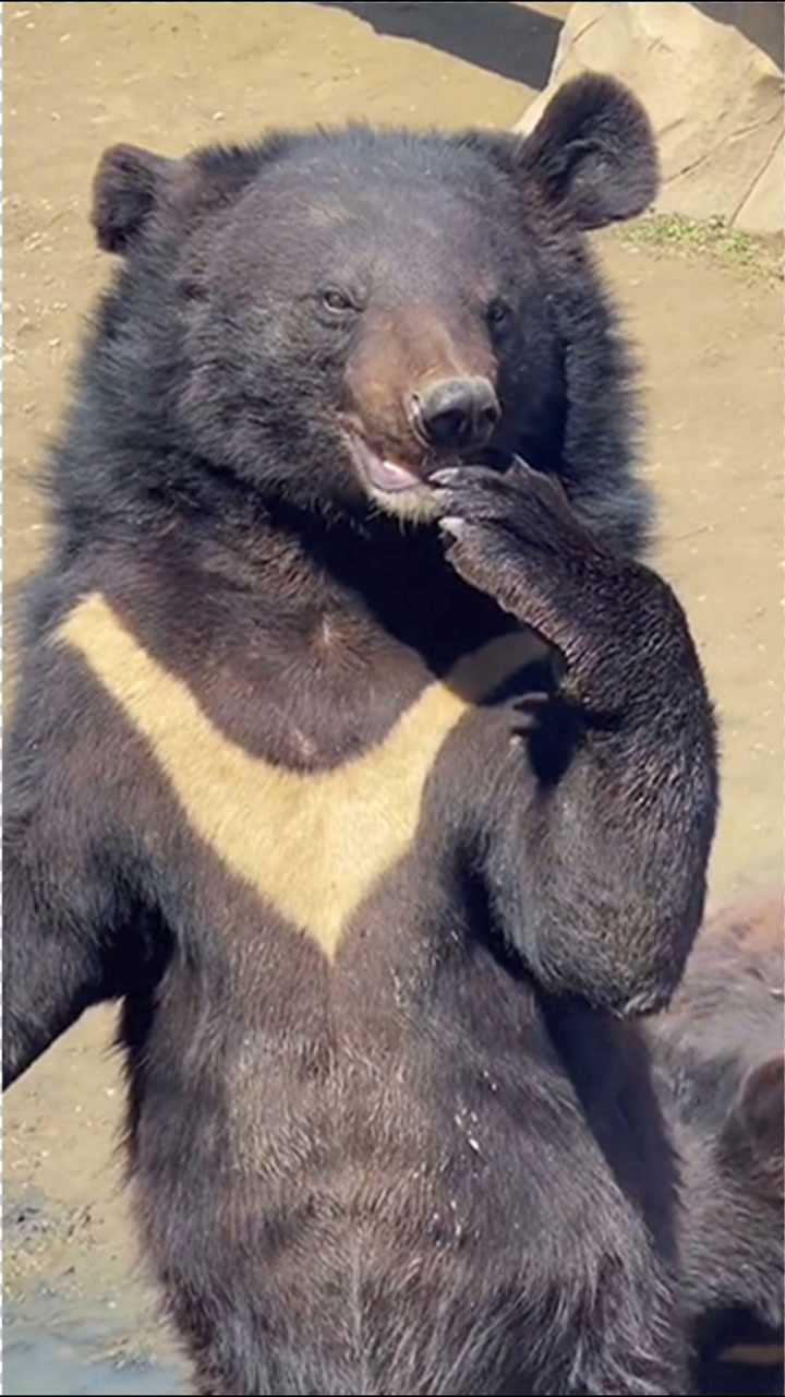 黑熊站着不断"招手"示意扔食物 稳当接住后"捂嘴笑"_腾讯视频