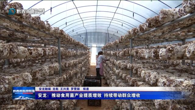 安龙:推动食用菌产业提质增效 持续带动群众增收