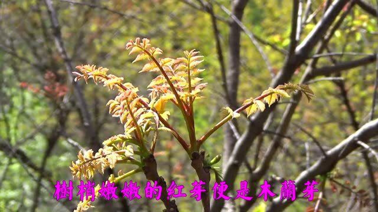 太行山下木兰芽