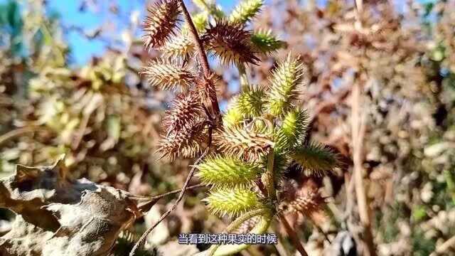 农村不起眼的狮子头,却是上班族的福音,现在才知道它这么强大