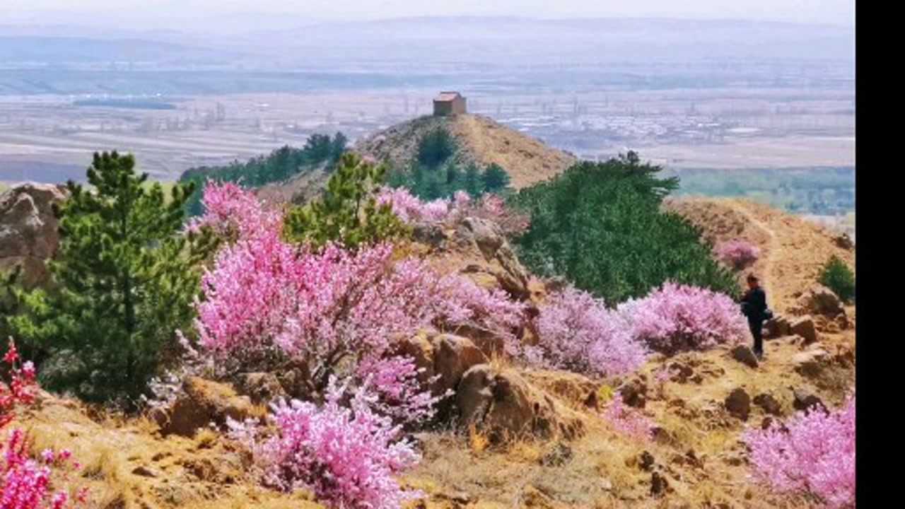 采凉山太乙观前山桃花盛开