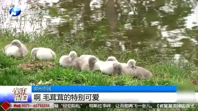 活久见!郑州小天鹅备受欢迎 “小九”宝宝顽皮受家长训斥