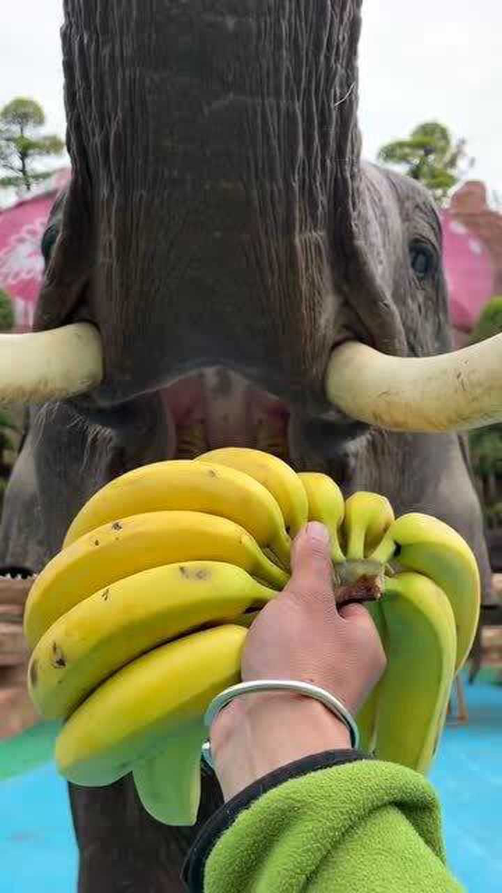 第一次见大象的舌头,好可爱好萌!