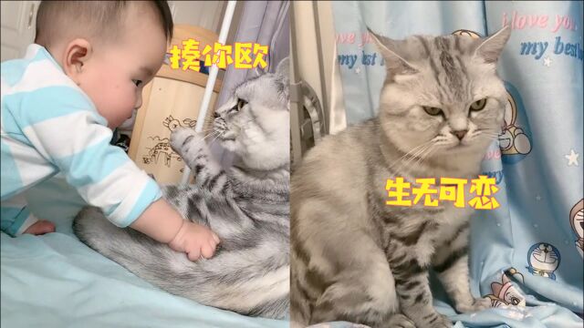 “喵”家长?萌娃使劲掐猫咪,猫咪想打又收回手的小表情绝了