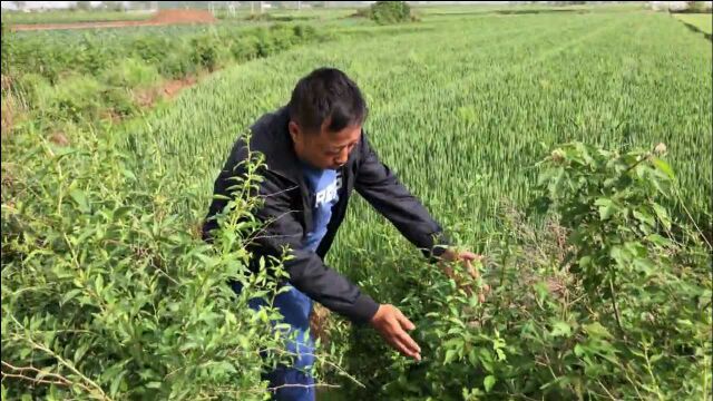 比香椿还美味的野生树芽,农村特多,但吃过的人可不多,来了解下