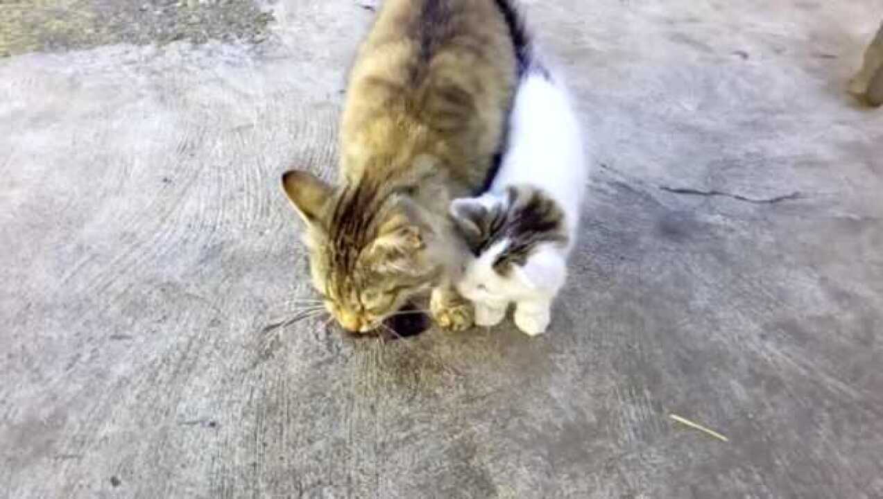 珍贵的猫咪捕鼠教程小猫抓老鼠猫妈妈现场全程指教真是太可爱了