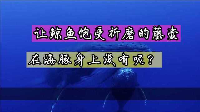 让鲸鱼饱受折磨的藤壶,为什么在海豚身上没有发现呢?