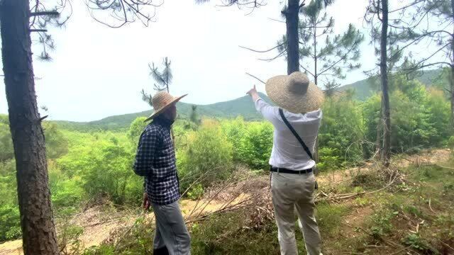 此地格局特殊,山峰蜿蜒迂回,朝案端庄有情