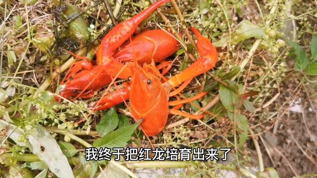 农村小伙费时2年终于培育出红龙,2年后上市,将全国独家经营