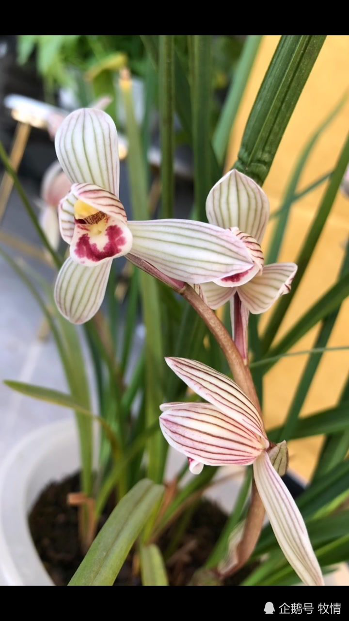 莲瓣兰"云海荷"花期长还好养,春节前后幽香扑鼻_腾讯视频