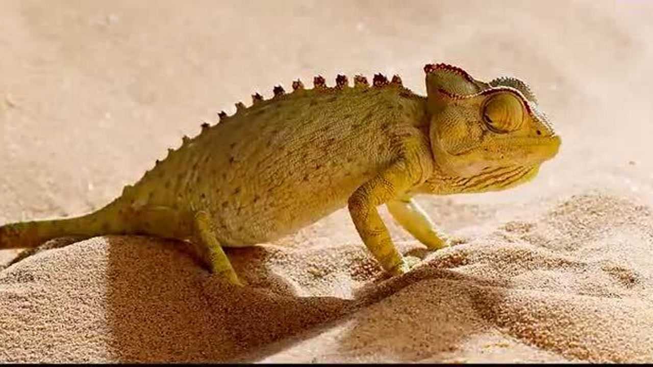 小小的世界会学猫叫的青蛙生活在沙漠中一辈子没下河游过泳