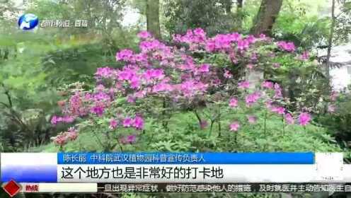 武汉植物园：“鸽子树”30年一开花，快看看花有多漂亮？