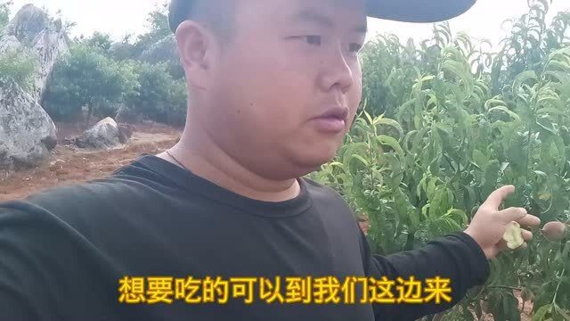 桃子已经进入采摘季节,再积累一个星期糖分陆续发货了