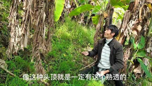 无人管理的芭蕉地!芭蕉熟透了都没人摘,小伙一摘一大串