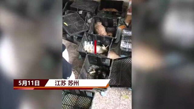 【视频】苏州中通快递又现“宠物盲盒”,大部分动物已死亡