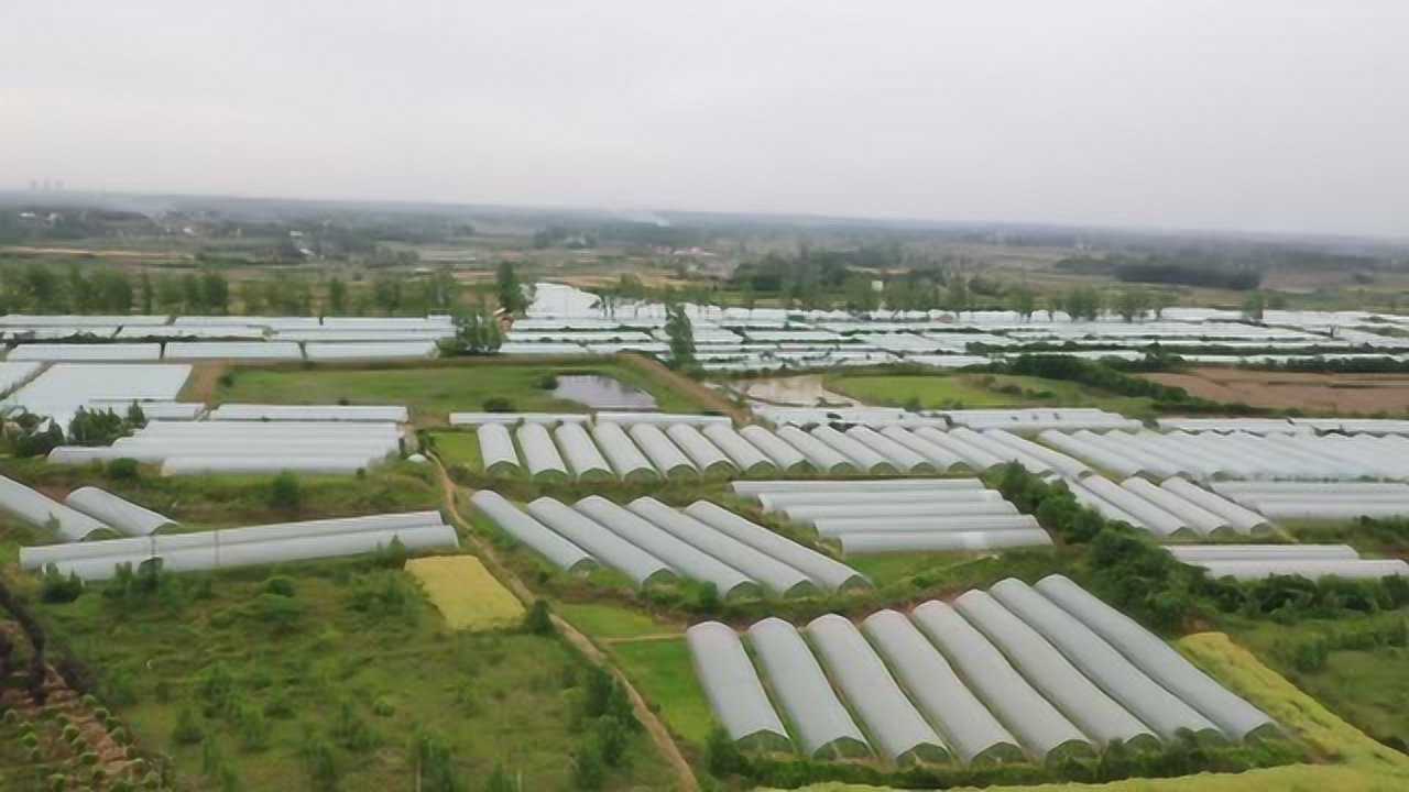 "劳模风采"孙大胜:让农产品从田间地头直达城市餐桌