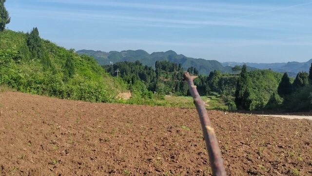 山河风水寻地,此处喝形“伏地狮子”左右砂缠护,近案在前,千山朝堂