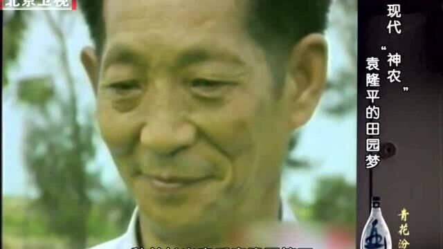 1971年杂交水稻研究陷入瓶颈,袁隆平会上两句话,解救了杂交水稻研究