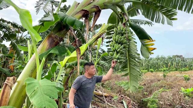 在广西香蕉原产地,是砍下来等它自然熟好吃,还是树上熟的好吃?