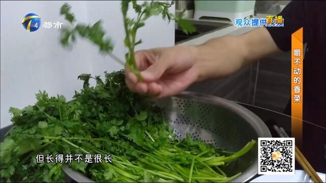 炒完的香菜梗发硬、发柴,嚼不动,是品种的问题还是另有玄机?