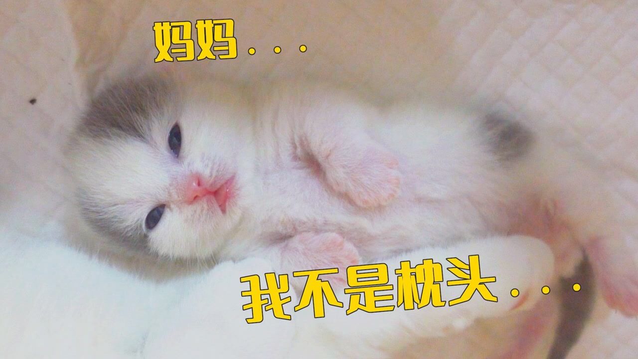 新手猫妈妈不会带娃，把小猫当枕头，还压在身下！#萌宠百善乘着春风传递爱#_高清