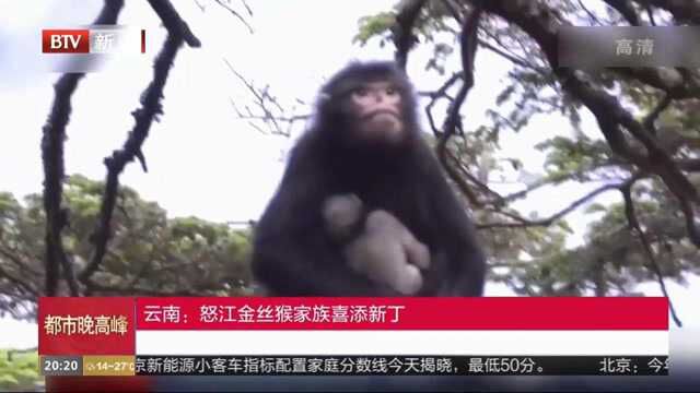 云南:怒江金丝猴家族喜添新丁