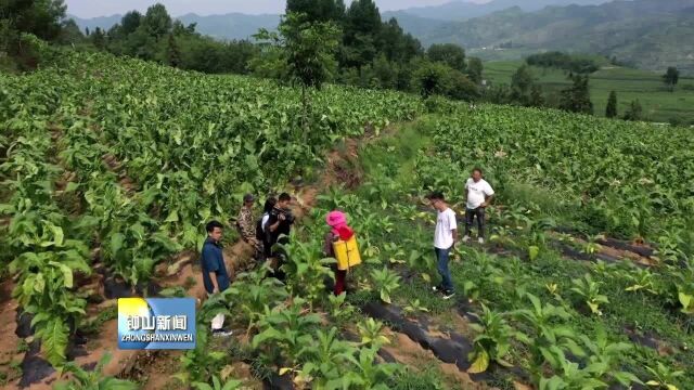 钟山区南开乡:“烤烟+蔬菜”多维融合发展 助推乡村振兴