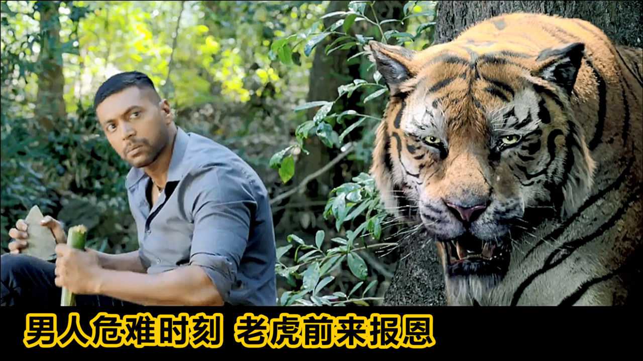 印度电影男人有难老虎前来报恩超好看动作片爱情片奇幻片