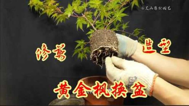 园艺师教你:如何给刚买来的枫树换盆?修剪!造型!新手一定要看看