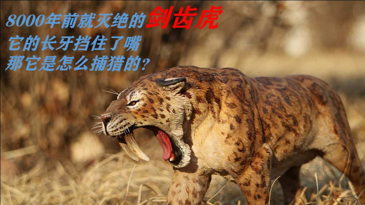 8000年前就灭绝的剑齿虎它的长牙挡住了嘴那它是怎么捕猎的