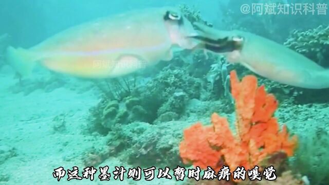 乌贼是地球上最聪明的无脊椎动物