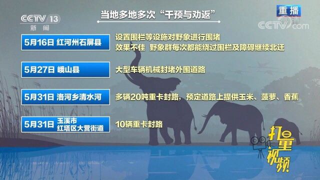 对野象进行围堵效果不佳,为什么引导它们这么难?