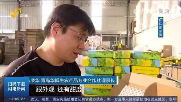 香甜脆!“油哥”崔荣华:用8年时间打造一款网红甜瓜