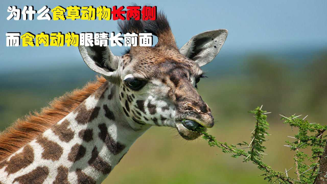 都是動物為何食草動物眼睛長在兩側而食肉動物眼睛長在前面