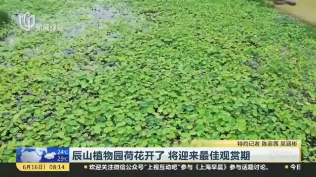 辰山植物园荷花开了 将迎来最佳观赏期